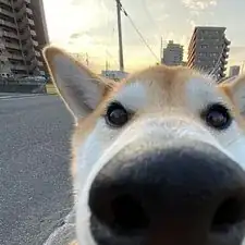 User