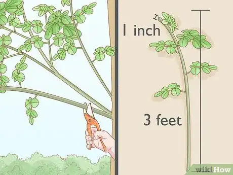 Image titled Grow a Moringa Tree Step 2
