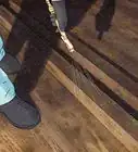 Identify Carpenter Ants