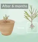 Propagate Grevilleas