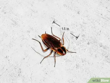 Image titled Identify Household Pests Step 6