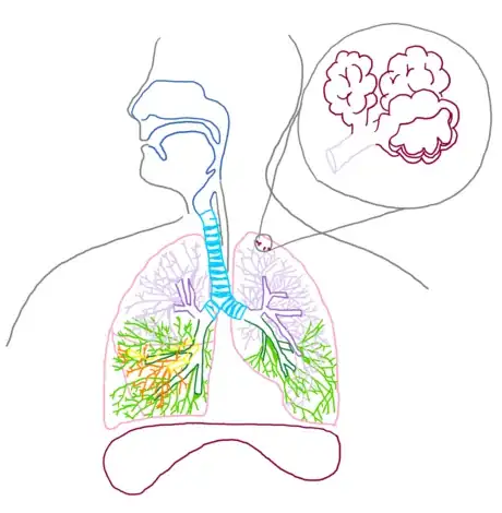 Image titled Alveoli_respsyst_gb2653.png