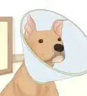 Remove a Dog’s Skin Tags at Home