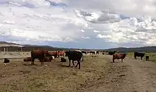 Image 19Cattle near the Bruneau River in Elko County (from Nevada)