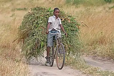 African boy transporting fodder