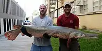 Alligator gar, Atractosteus spatula,  Brazos River system