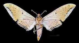Female ventral view