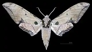 Male dorsal view