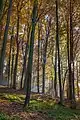 Autumn in the nature park