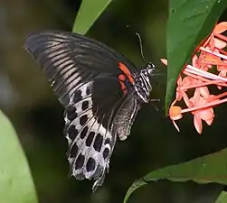 Ventral view