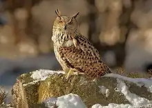 Eagle-owl