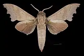 Male, dorsal view