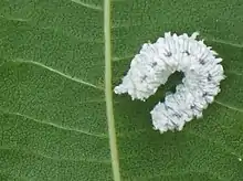Larva