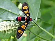 Laying eggs