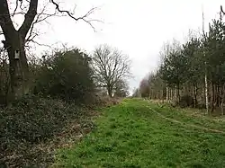 Pigneys Wood