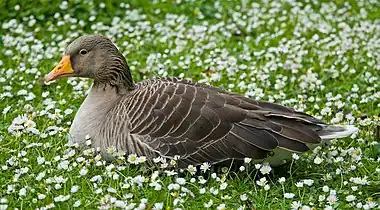 Image 12Greylag gooseMore selected pictures