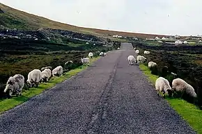 Gweedore area - Sheep grazing along R257 - geograph.org.uk - 1337991.jpg
