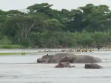 Wild hippopotamuses at Kibira National Park