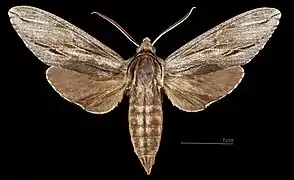 ♂
