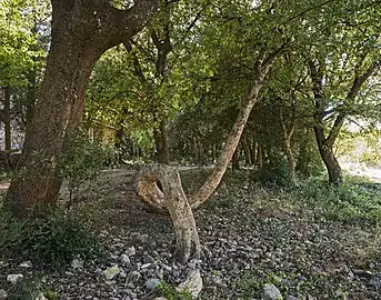 The crooked tree of the chapel.