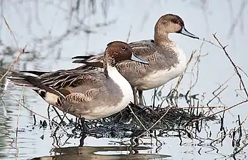 Northern pintail (Anas acuta)