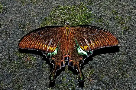 Dorsal view