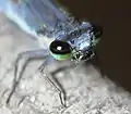 Male face