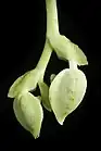 Lateral view of fully closed, spurred flower buds