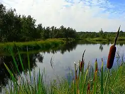 Horowe bagno nature reserve