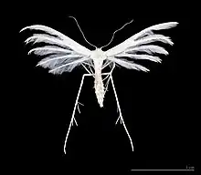 Adult male specimen