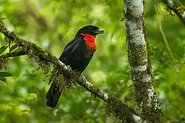 Red-ruffed Fruitcrow, Pyroderus scutatus