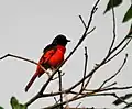 Male at Jayanti in  Buxa Tiger Reserve in Jalpaiguri district of  West Bengal, India.