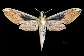 Female ventral