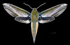 Male dorsal