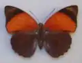 A. c. wachenheim